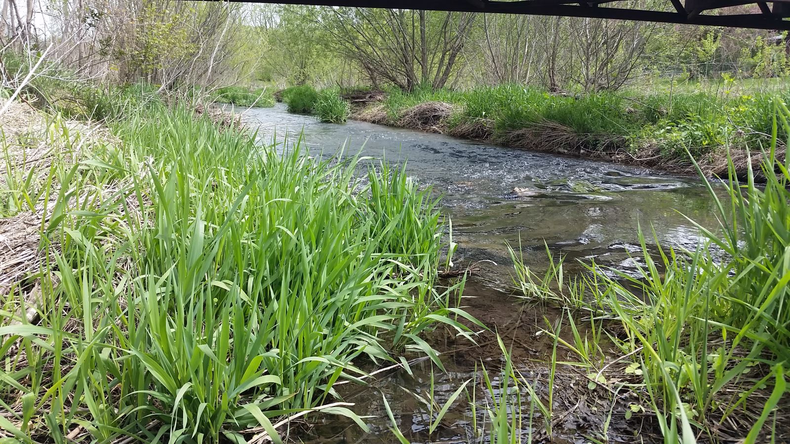 watershed-success-a-look-at-dry-run-creek-iowa-environmental-council